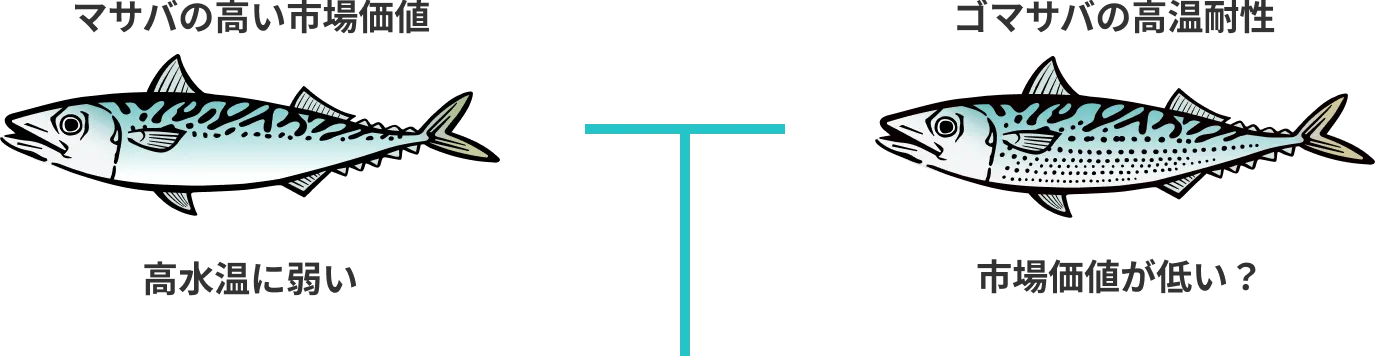 マサバとゴマサバのハイブリッド種苗を創出